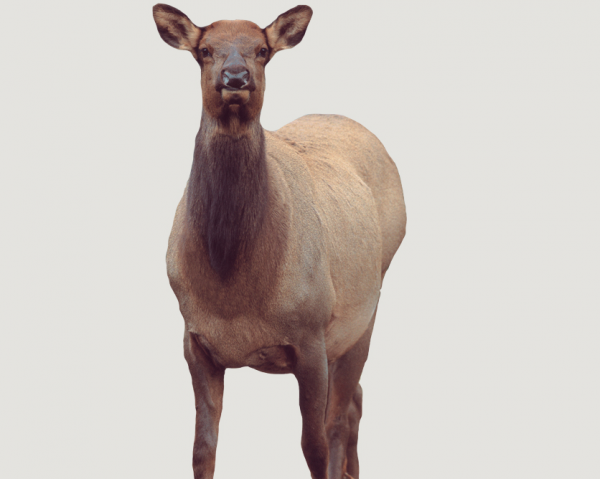 Montana-Decoy-Inc.-Cow-Elk-Collapsible-Decoy-Combo-Eichler-Elk-600x479 Buy Montana Decoy Inc. Cow Elk Collapsible Decoy Combo – Eichler Elk