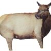 Buy Montana Decoy RMEF Collapsible Cow Elk Decoy
